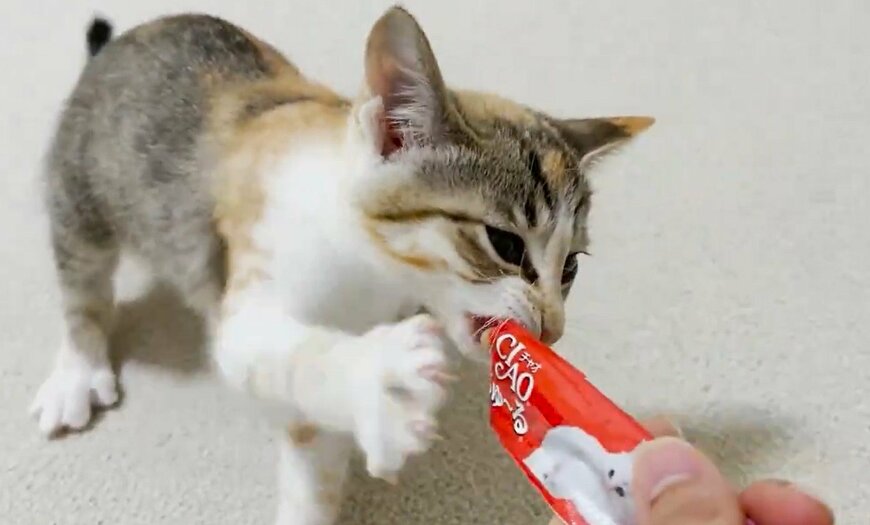 おやつを奪う猫