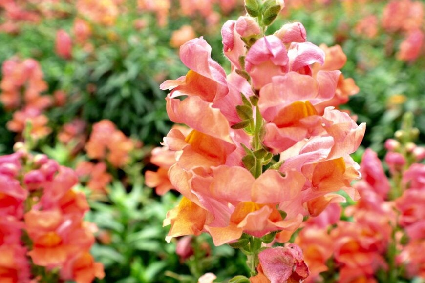 オレンジ色のキンギョソウ