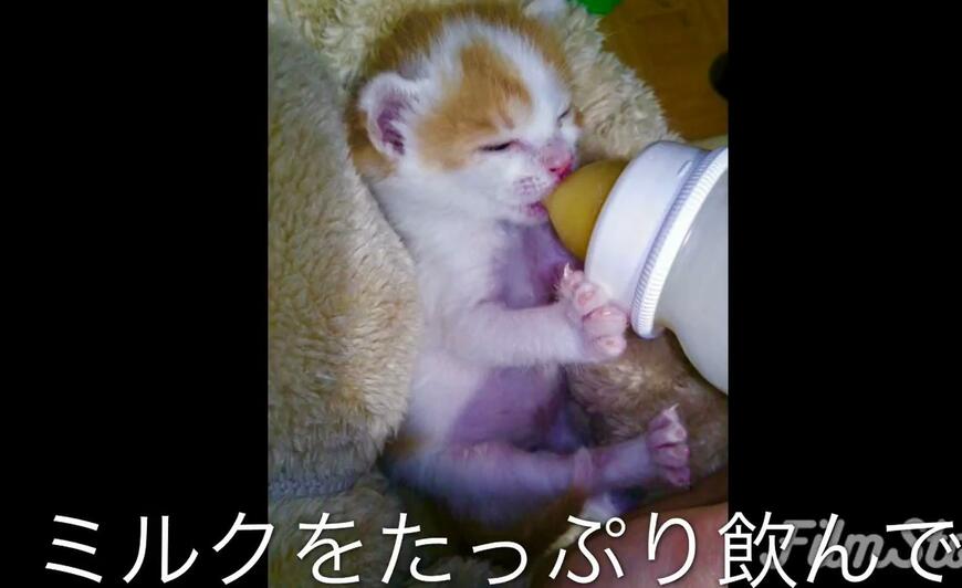 ミルクを飲む子猫