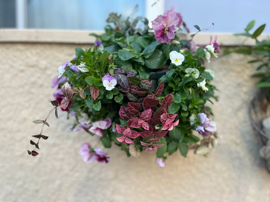 パンジーとハツユキカズラの寄せ植え