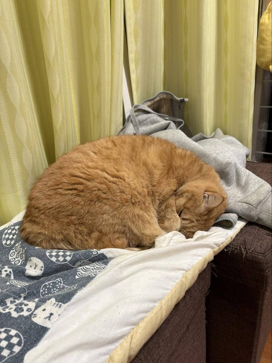 ぐっすりと眠っているように見える猫