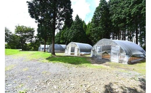 手ぶらでドームキャンプ（薪ストーブ付き）〜ファミリー宿泊券