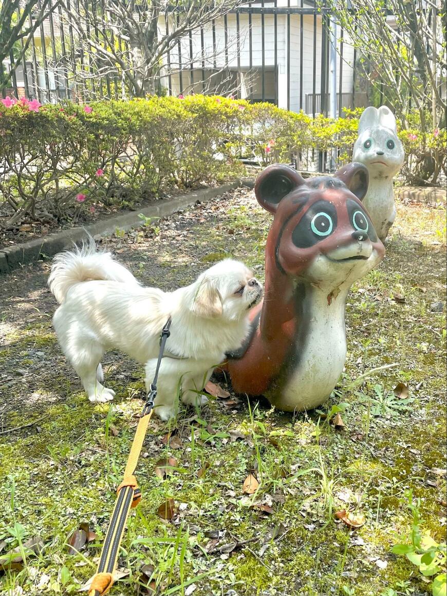 公園の犬