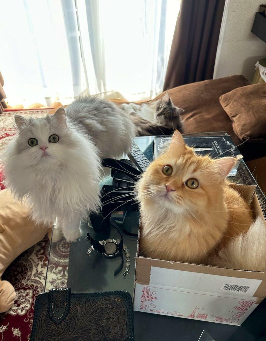 ふわふわの猫2匹