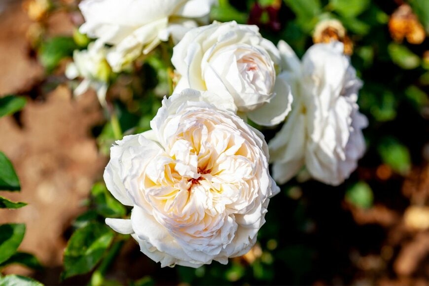 白いバラのアップ画像