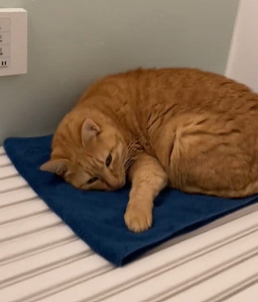 お風呂でくつろぐ猫