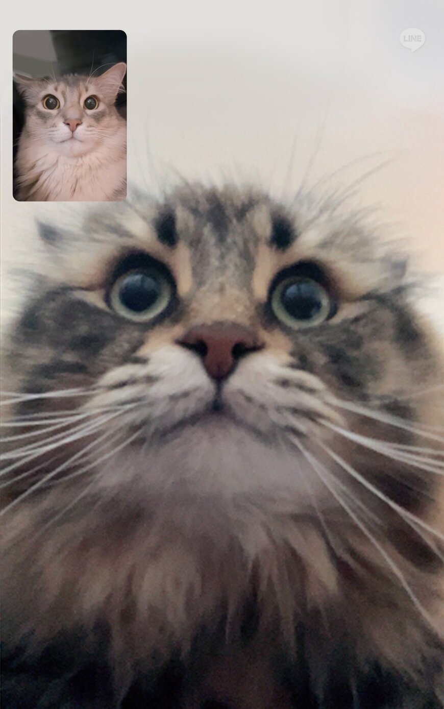 テレビ電話をする猫