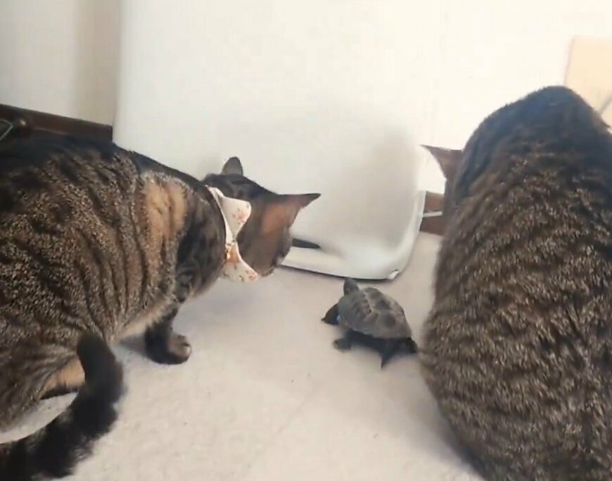 猫と亀