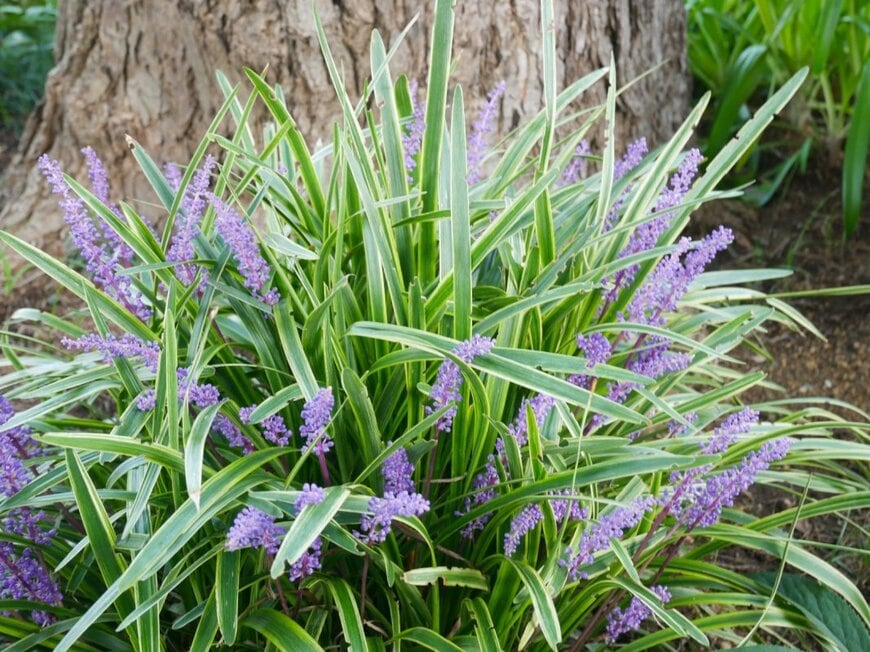 紫色の花を咲かせている、リリオペ。葉の縁はクリーム色