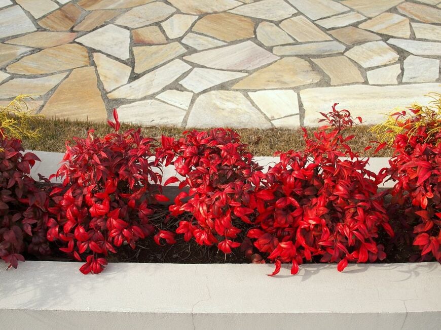 寒くなると鮮やかに紅葉する「オタフクナンテン」