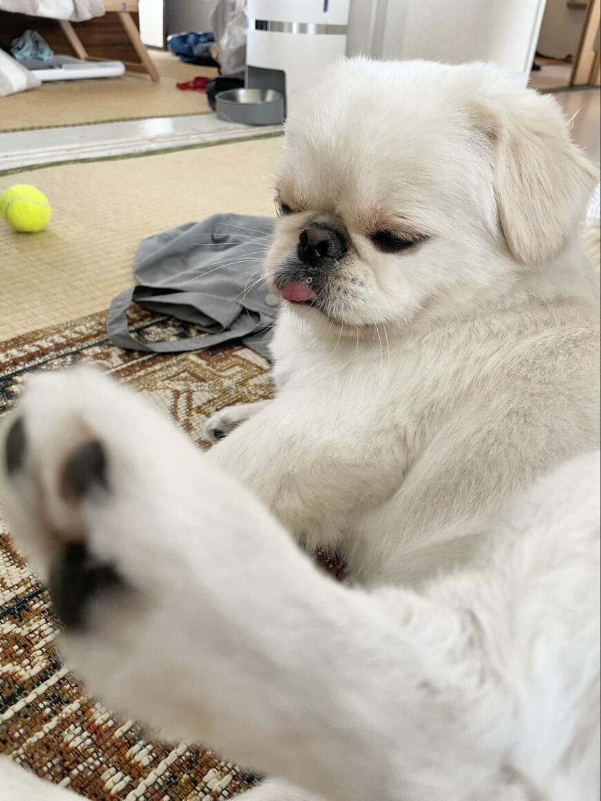 大きくなった犬