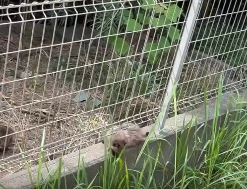 1匹のたぬきが侵入してきたと思ったら&hellip;