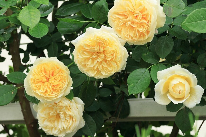 淡い黄色の花を咲かせている、ティージング・ジョージア