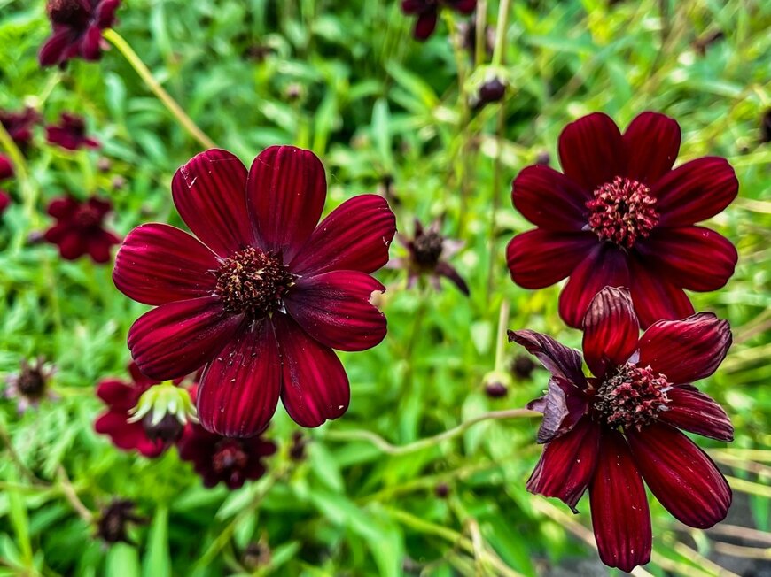 赤みがかったチョコレート色の花を咲かせている、チョコレートコスモス