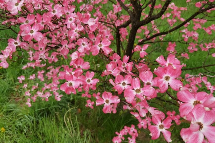 ピンクの花が満開のハナミズキ