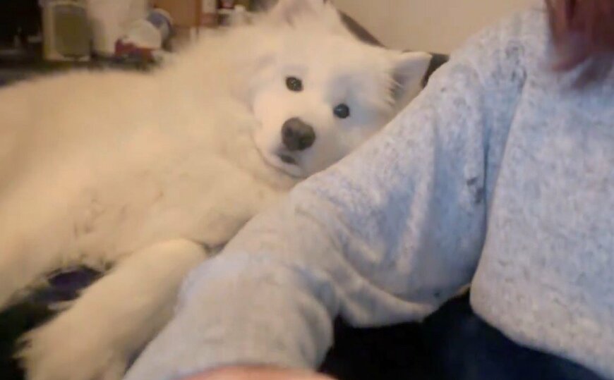 アピールする犬