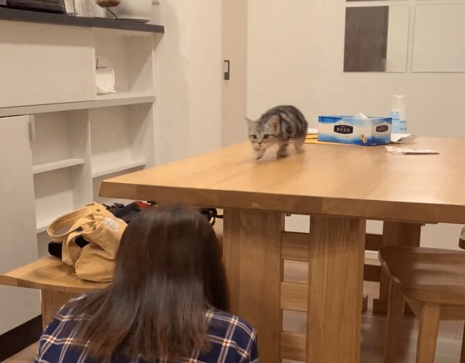 だるまさんがころんだの子猫