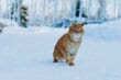 猫ちゃんが「初めての雪体験」をしたら…　可愛すぎる“痕跡”が40万回表示