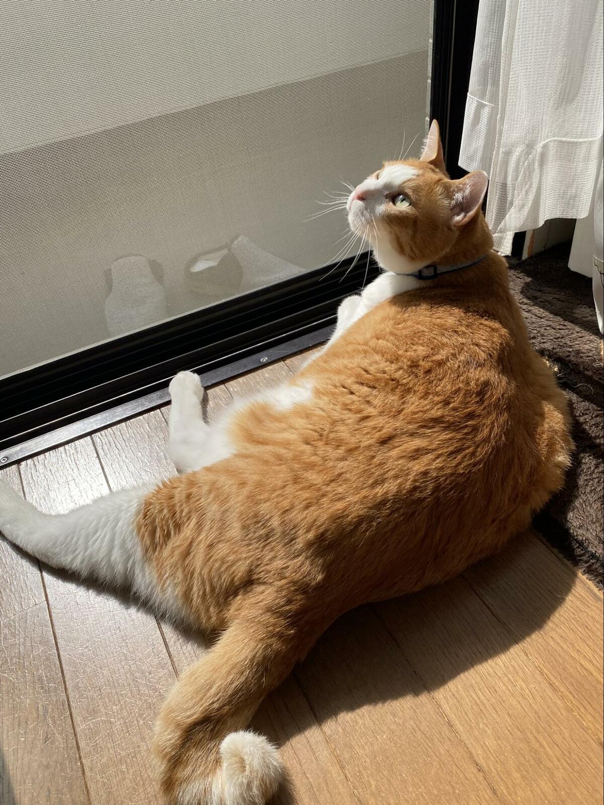 「気持ちよさそう」窓際で朝日を浴びる猫ちゃんにSNSユーザーもホッコリ 寝転がってリラックスモードの猫ちゃん | LIMO | くらしとお金の ...