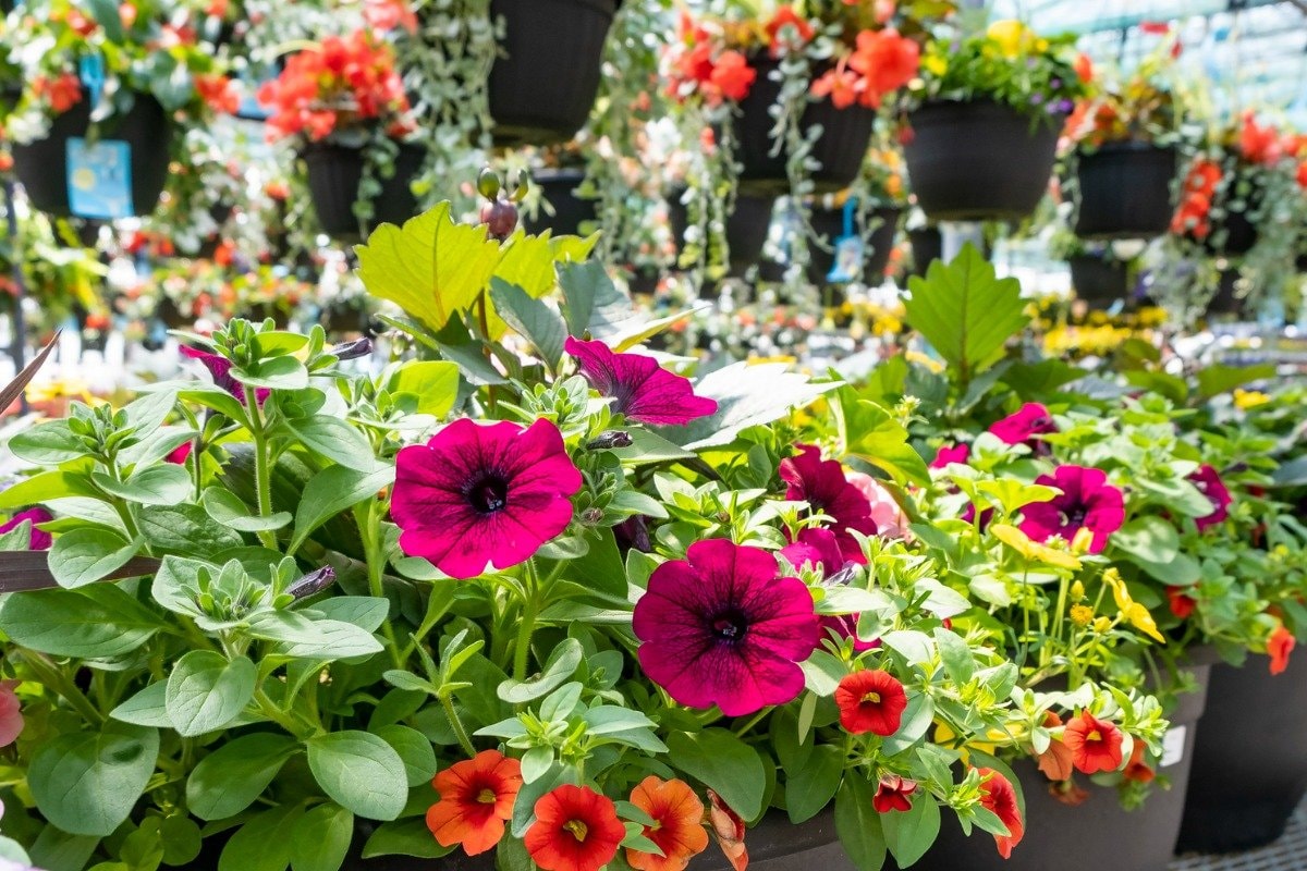 ガーデニング】寄せ植えを「夏っぽいオシャレ色」で決めるコツ