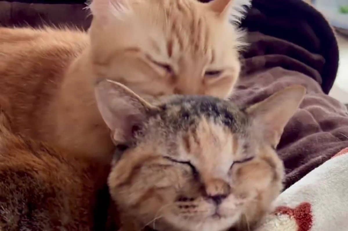 仲良し猫たちの「毛づくろい姿」から目が離せない… 微笑ましい姿に「見