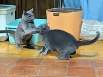 「ぐぁし」立ち上がって組み合う2匹のグレーの猫…じゃれ合いのような姿に目が釘付け