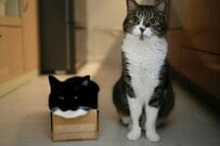 目の錯覚？　サイズ感がわからなくなる2匹の猫の姿に「変身能力を使ってるな」