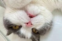 ゴロンと寝そべる猫ちゃんの「顔をよく見ると…」　気づいた「かわいすぎるポイント」に悶絶