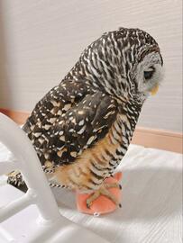 【フクロウの足元にはおもちゃ】絶対に渡したくない横顔がシュールで切ない？SNSで話題