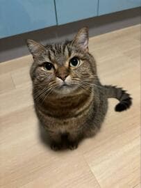 【1万いいね】寝る前に見ておきたい！？愛くるしい猫ちゃんのお座り姿が大反響