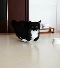 【見れば納得】「チーターより速い」猫ちゃん　驚きのダッシュ姿に「長い！」の声が続出