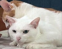 同じ家で暮らす2匹の猫が見せた、まったく違う性格の対比に反響
