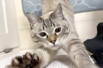 【癒やし】壁の爪研ぎで爪をとぎとぎ　あふれる躍動感に思わず二度見