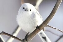 【シマエナガ】繊細で美しいガラスペンや、鳥獣戯画とのコラボグッズとも多数出会えるイベントをご紹介【京都府・北海道】