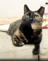 「そんな気分じゃないニャ」ヒモ遊びに誘ってみたけれど……気分屋な猫ちゃんに注目集まる