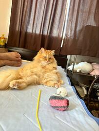 体調不良で寝込んでいると　猫のまさかの「お見舞い」に大反響！