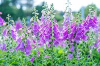 憧れの【ナチュラルガーデン】におすすめ《主役・脇役・まとめ役候補》今が植えどきの春の花9選