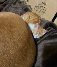 保護子猫が「暖をとっている場所」　優しさあふれるまさかの光景にホッコリ