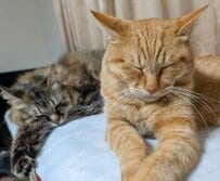 「ニャルソックだ」仲良し親子猫が「警備員」に変身！？予想外の姿に思わず目が釘付け