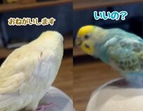 【仲良しインコ】「ぜひ...おねがいします！」友達インコに「くちばしカキカキ」をお願いしに行く仲良しインコたちが話題