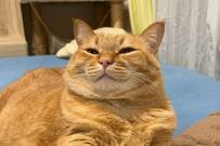 元保護猫さんの「撮影」に約1万いいね　キメキメの手つきに笑ってしまう