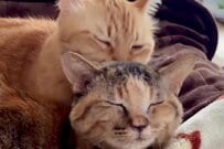 仲良し猫たちの「毛づくろい姿」から目が離せない…　微笑ましい姿に「見ている私たちも至福」