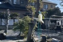 華麗な飛行を披露したアヒル　その後の残念な「着地」に思わず笑ってしまう