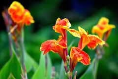 今が植えどき！暑さに強く真夏にトロピカルな花が咲く「春植え球根植物」5選＆育て方のコツ