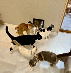 飼い主が立ち上がっただけなのに　猫達のまさかの光景に笑ってしまう