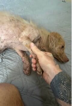 路上に捨てられ生死を彷徨うも奇跡的に助かった犬。「これからは幸せに暮らしてほしい」と反響！家族とのその後の展開