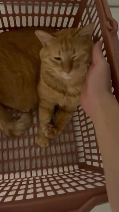 カゴの中でくつろぐこいもちゃん
