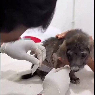 クリニックで治療を受ける子犬