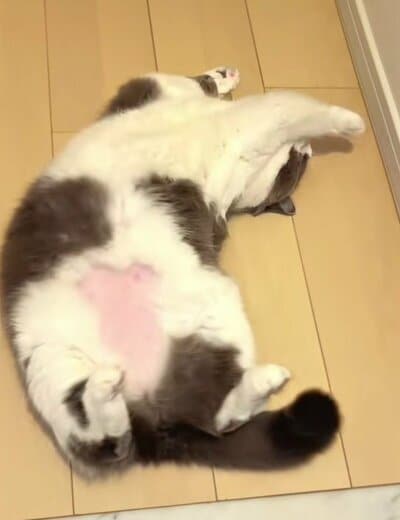 床にごろんと寝転がって可愛くアピール！