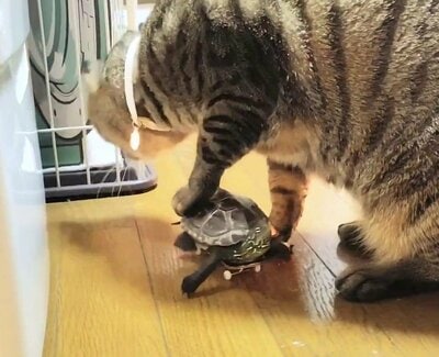 小雪ちゃんにミニカーのように移動させられてしまう軍曹くん